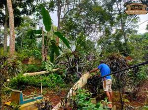 Angin Kencang Akibatkan Pohon Tumbang Mengenai Kabel Listrik Tegangan Tinggi 