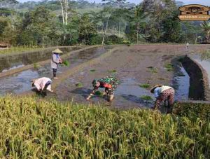 Genjot Produktivitas Padi, Babinsa Desa Tulungrejo Dampingi Petani Tanam Padi