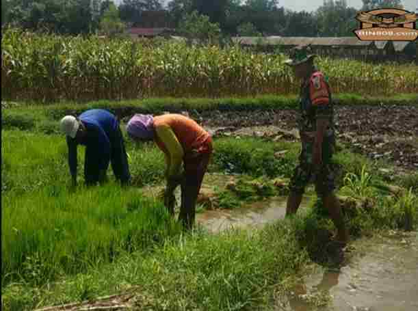 Fokus Tingkatkan Produktivitas, Babinsa Dampingi Petani Di Desa Sumbersari