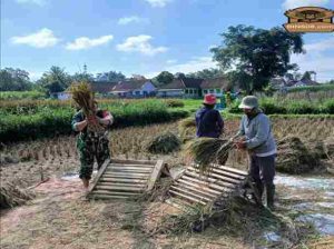 Babinsa Penataran Dampingi Panen Padi, Ajak Petani Optimalkan Ketersediaan Air Untuk Tanam Kembali