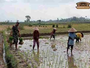 Babinsa Tegalrejo Dampingi Petani Tanam Padi Di Musim Tanam Kedua