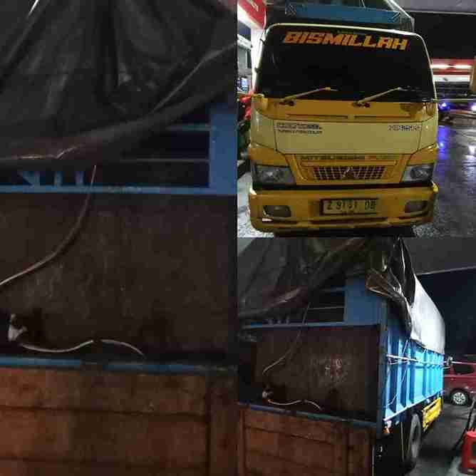 Dugaan Pengangkutan Solar Subsidi & Penghilangan Barang Bukti Truk Tangki Modifikasi 8 KL di SPBU 3445217